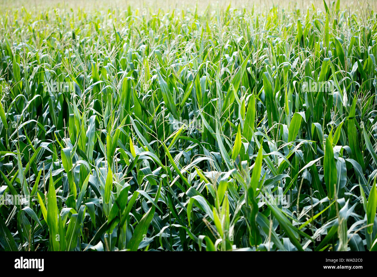 Anbau der Sorte Zea mais Pop Corn Field 50 Megapixel Drucke Stockfoto