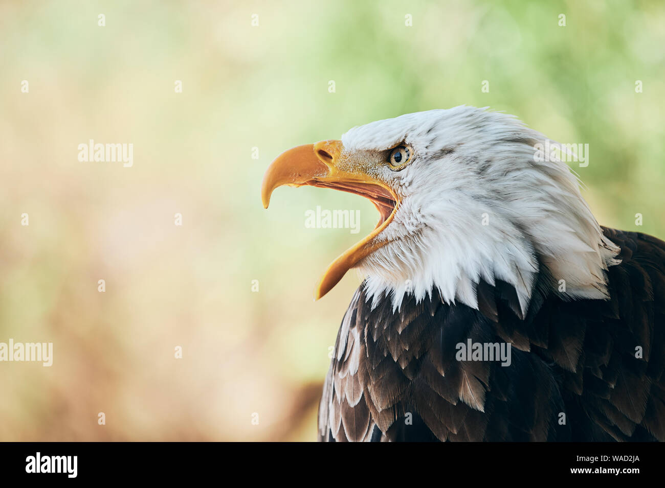 Seitenansicht der große Adler mit offenen gelben Schnabel in der Natur von Teneriffa Stockfoto