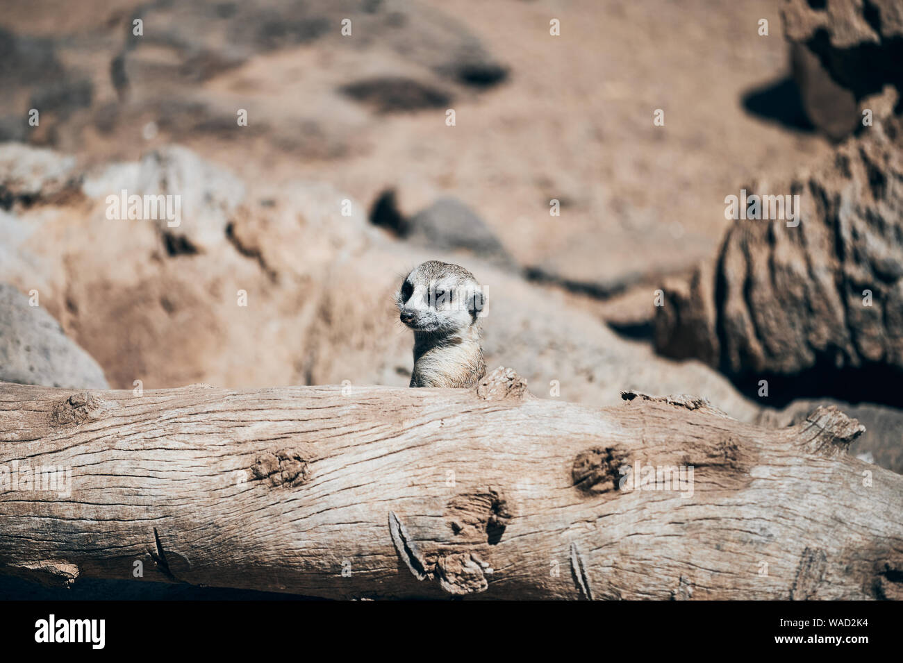 Kleine Schnauze meerkat mit schwarzen Kreisen rund um die Augen und die Nase verstecken, bevor Log in Teneriffa. Stockfoto