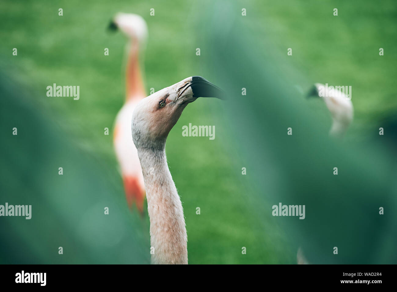 Seitenansicht des charmanten Flamingo Vogel mit einem langen Hals und großen Schnabel in Grün auf Teneriffa Stockfoto