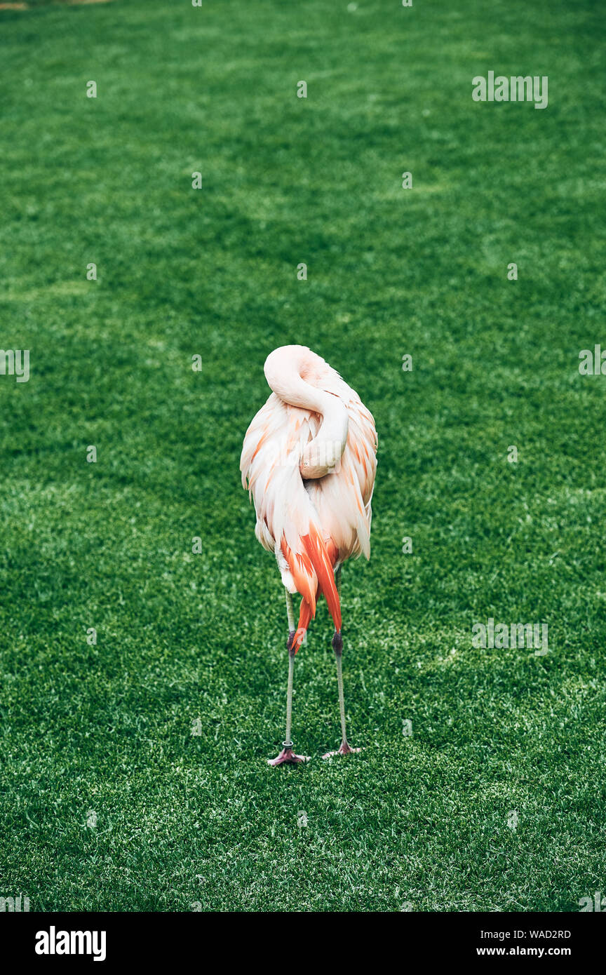Flamingo Vogel drehen bis zum Schwanz und grabend, ins rötlich-Federn aus zurück auf der grünen Wiese in Teneriffa. Stockfoto