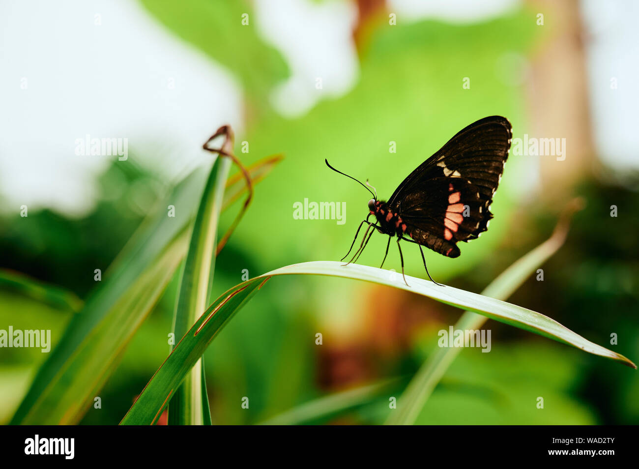 Seitenansicht des Schmetterling schwarz mit orangen Punkt auf gefalteten Flügeln und mit langen Antennen und Beine auf grünem Gras fotografiert. Stockfoto