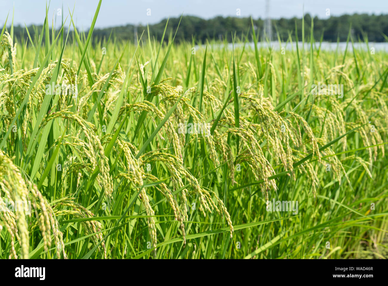 Reisfeld im Sommer, Utsunomiya City, Präfektur Tochigi, Japan Stockfoto