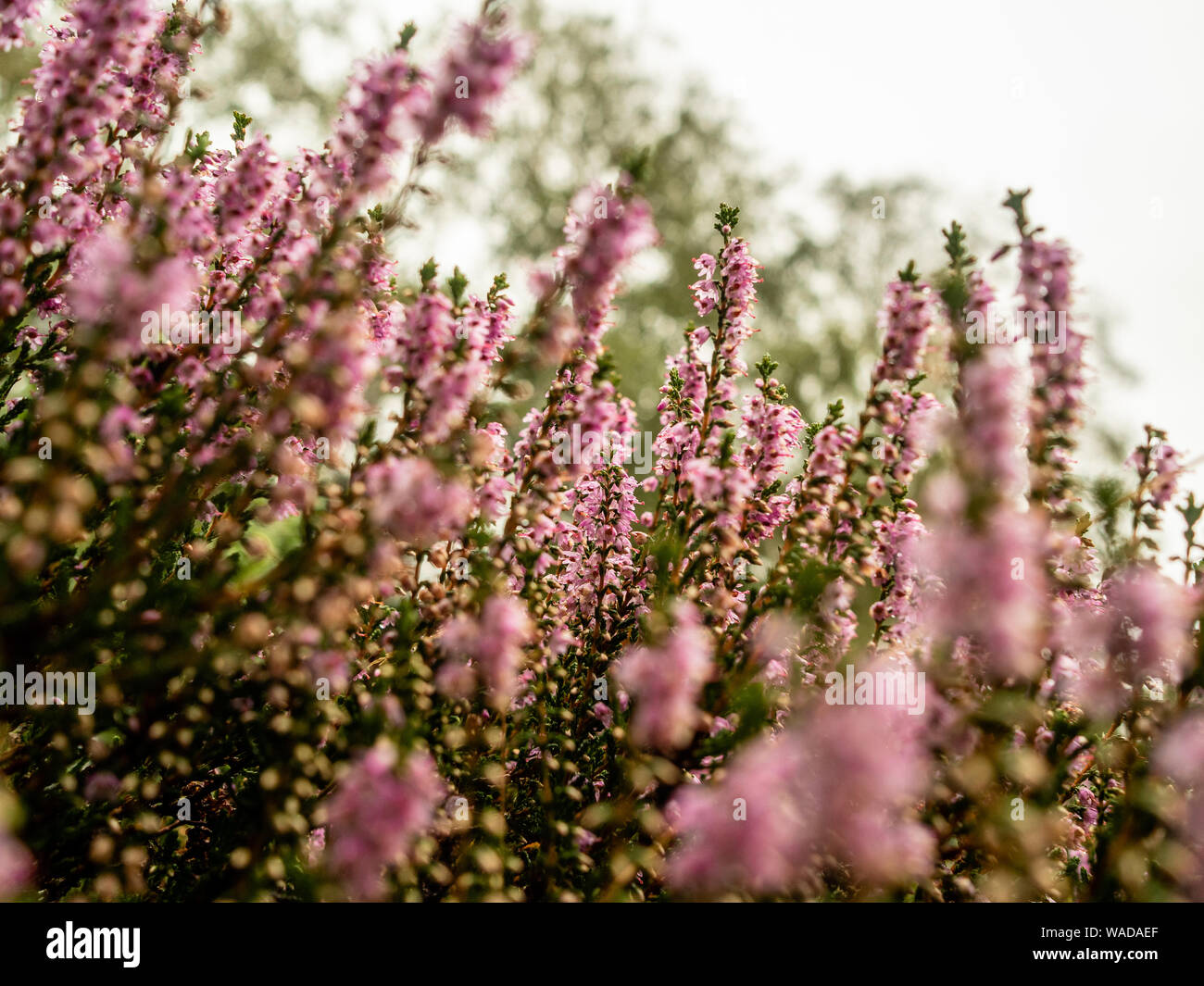 Ein näherer Blick auf die Purple Heather Blumen. Die Waarrecht ist eine natürliche Immobilien in der Overijssel. Ab Anfang August, ein großer Teil der Niederlande wird purpurrot, sobald die Heather Pflanzen beginnen zu blühen. Die spektakuläre blühende Heidekraut können an vielen Orten gesehen werden: in der Nähe der Küste, in bewaldeten Gebieten und in sandigen Gebieten. Obwohl in diesem Jahr, weil Holland's Heather blühende Felder hat sich durchaus eine Herausforderung zu sein, als der Sommer sehr trocken war. Stockfoto