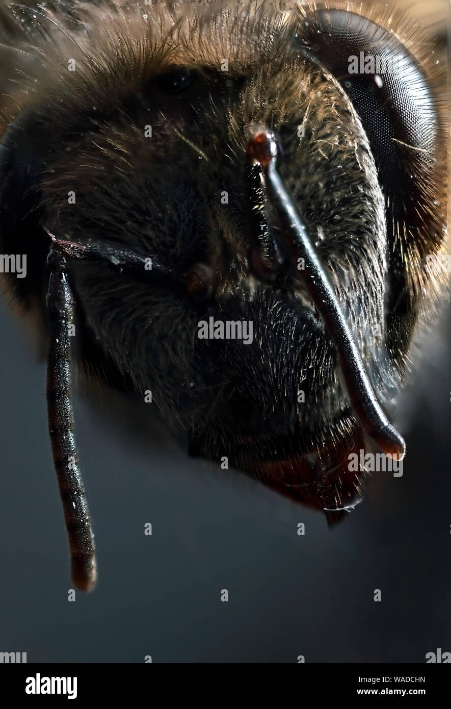 Kopf einer Biene in Makro Stockfoto