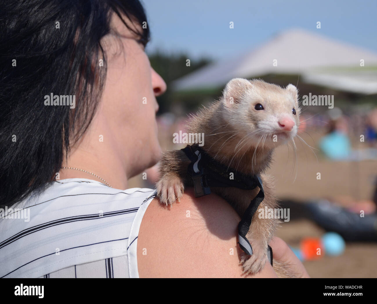 Ein Haustier Frettchen Stockfoto