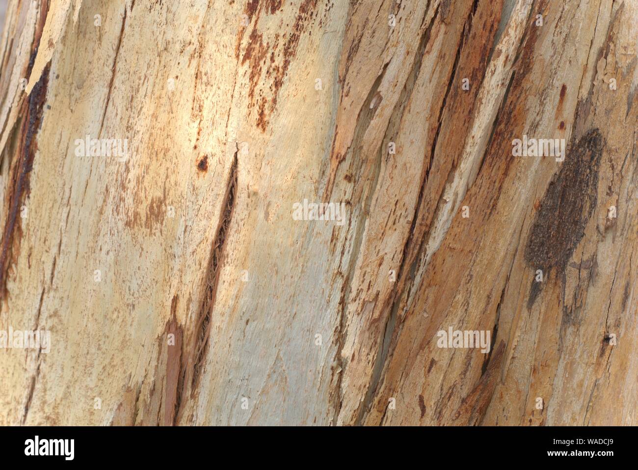 Eucalyptus Tree Bark Stockfotos Eucalyptus Tree Bark