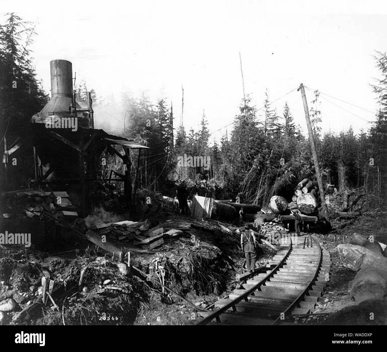 Esel Motor und Eisenbahn, McDougal und Biladeau Logging Co, Ravensdale (Curtis 1006). Stockfoto