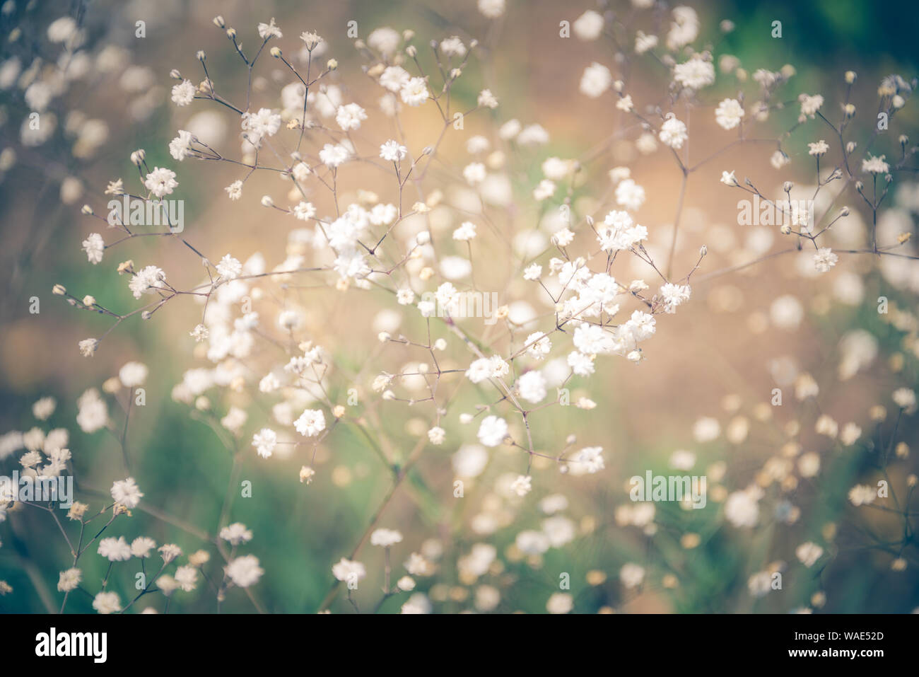 Nahaufnahme von gypsophilia Blumen, abstrakte Natur Hintergrund. Stockfoto