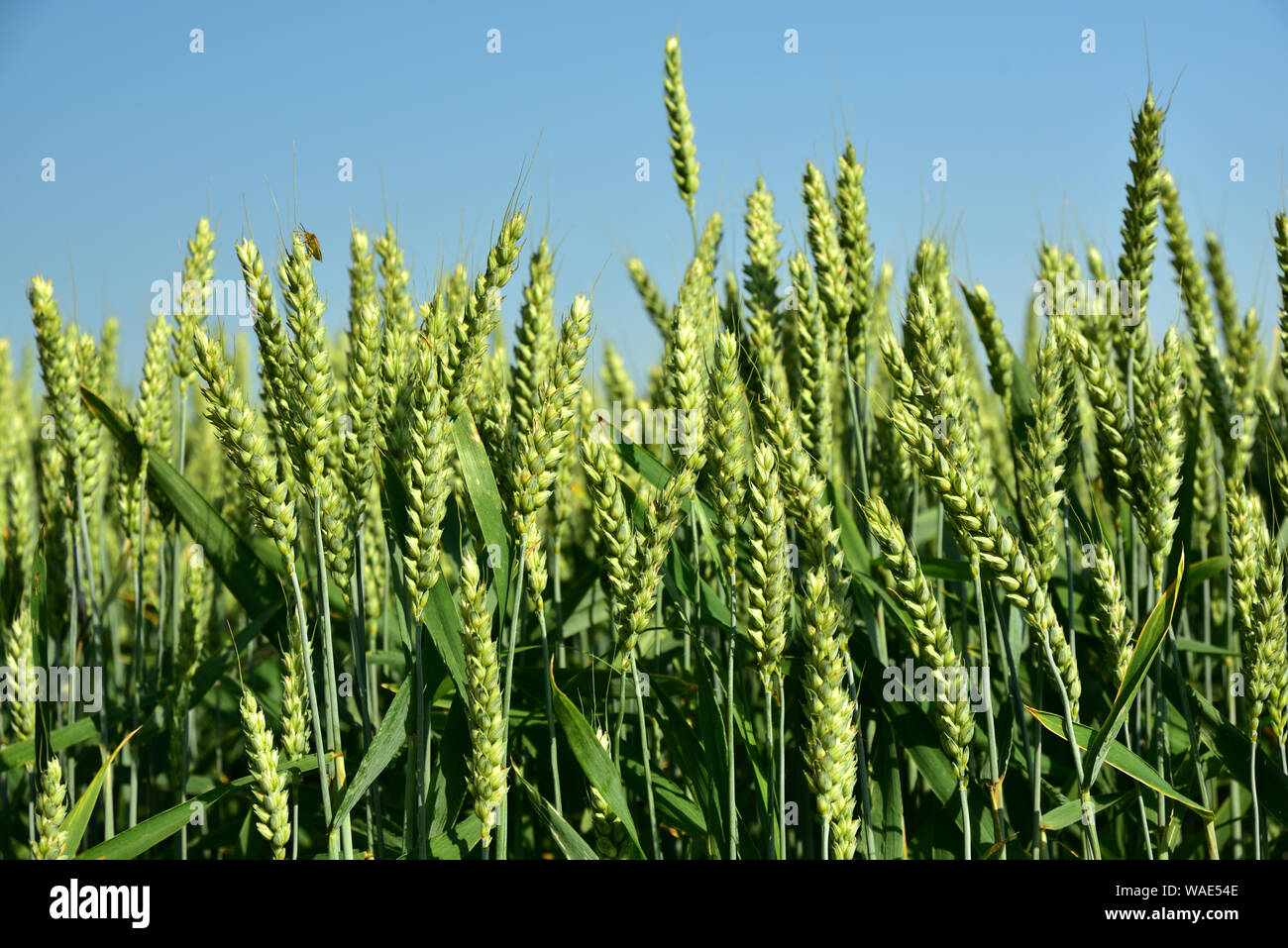 Weizenfeld mit grüner Weizen vor blauem Himmel Stockfoto