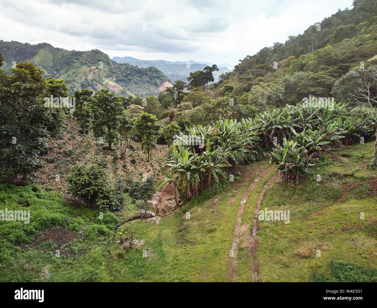 Landstraße in Kaffee Plantage in Berg Antenne drone Ansicht Stockfoto