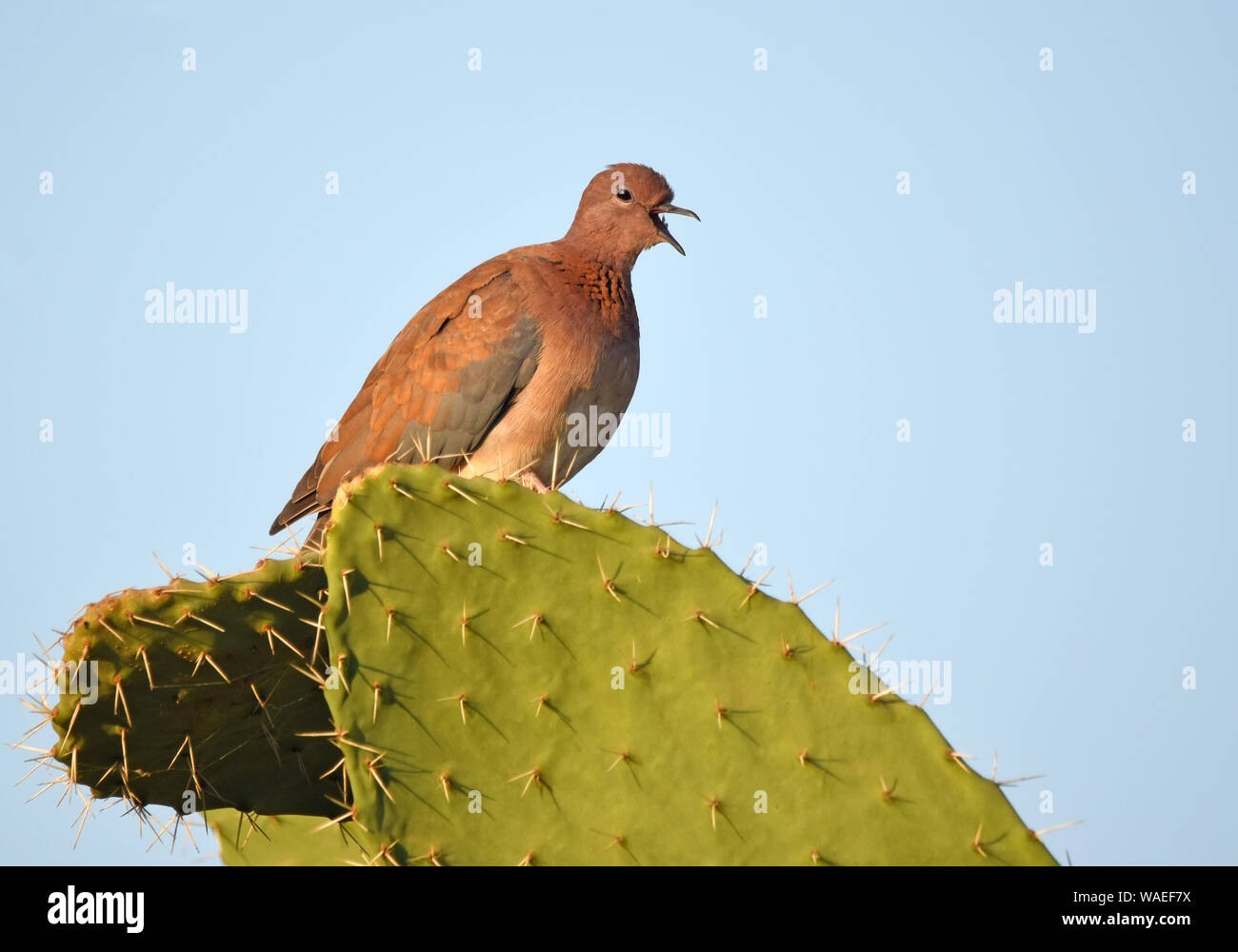 Taube im Cactus Stockfoto Taube im Cactus Stockfoto