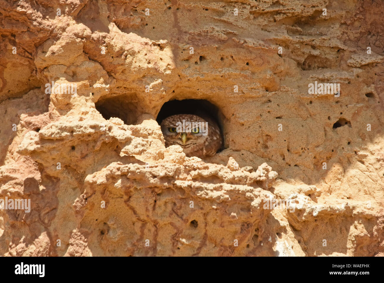 Steinkauz in seiner burrow Stockfoto