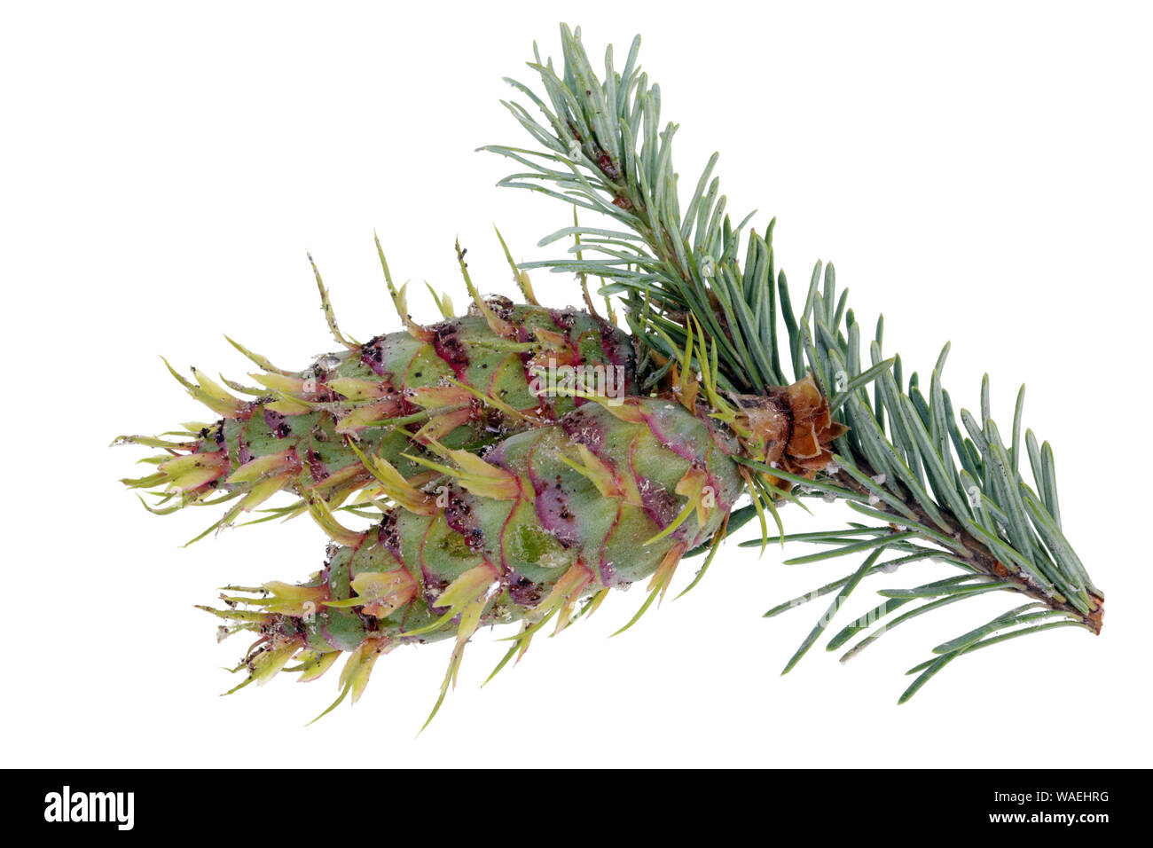 Junge Kegel blaue Fichte Tanne Zusammendrücken der Harz, das in das Netz der Spinnen und Pollen haften bleibt. Auf weissem studio Makro isoliert Stockfoto