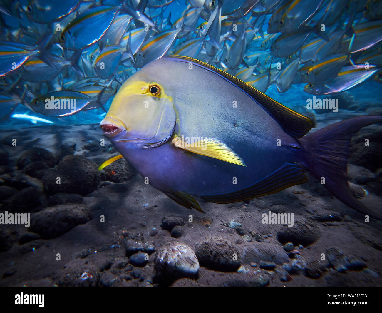 Blauer Fisch mit einer Schule der kleine Fische Stockfotografie - Alamy