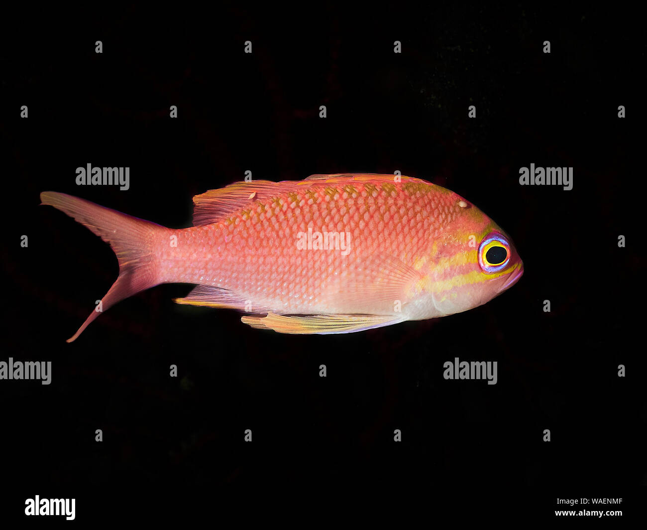 Rosa Fisch auf einem schwarzen Hintergrund Stockfotografie - Alamy