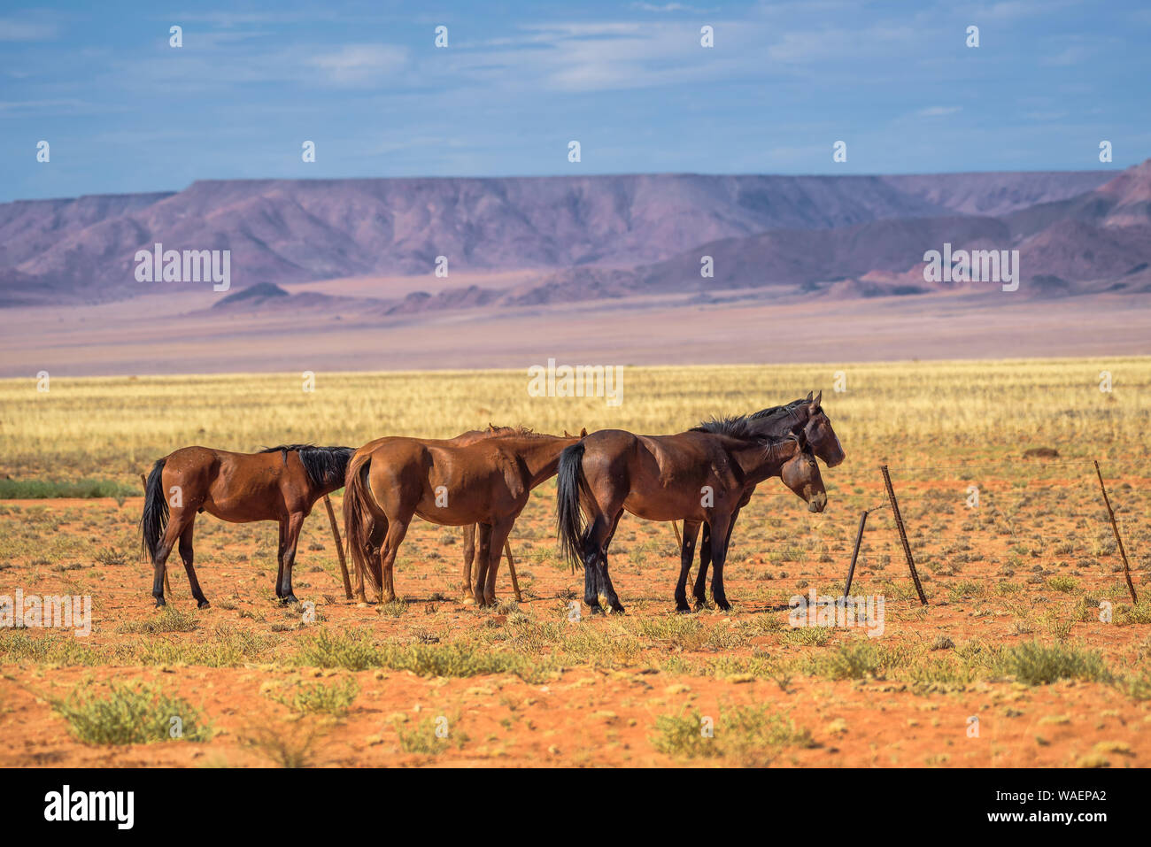 Wilden Pferde der Namib Wüste in der Nähe von Australien, Süd Namibia Stockfoto