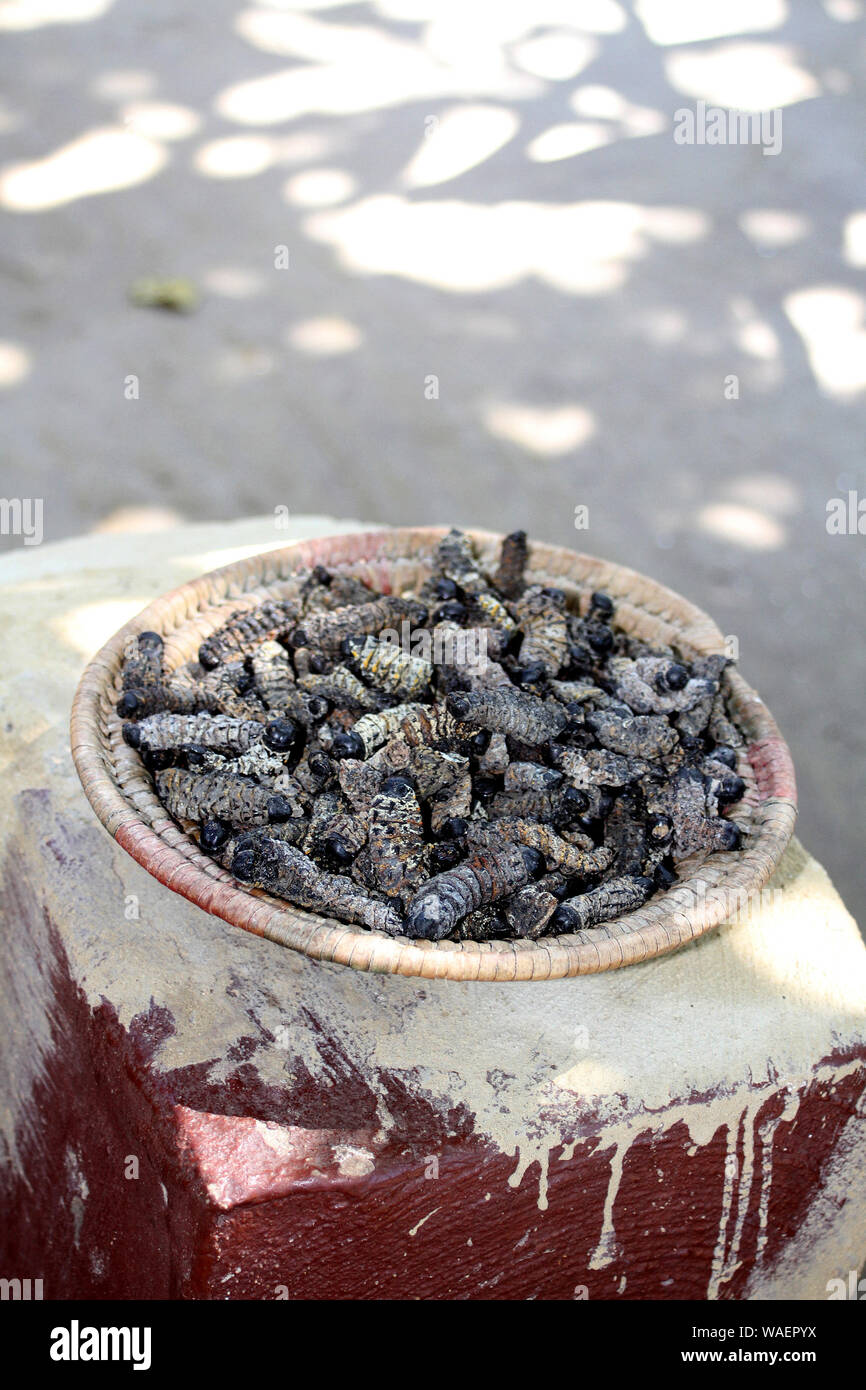 Eine Schüssel mit Mopani worms Lesedi Cultural Village, Wiege der Menschheit, Südafrika Stockfoto