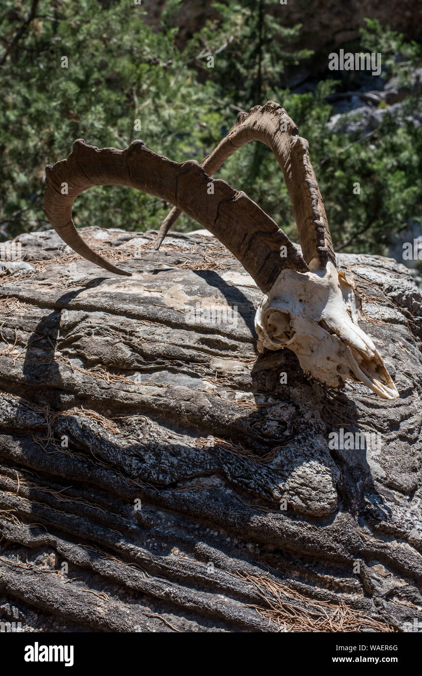 Samariá Schlucht Kreta Stockfoto