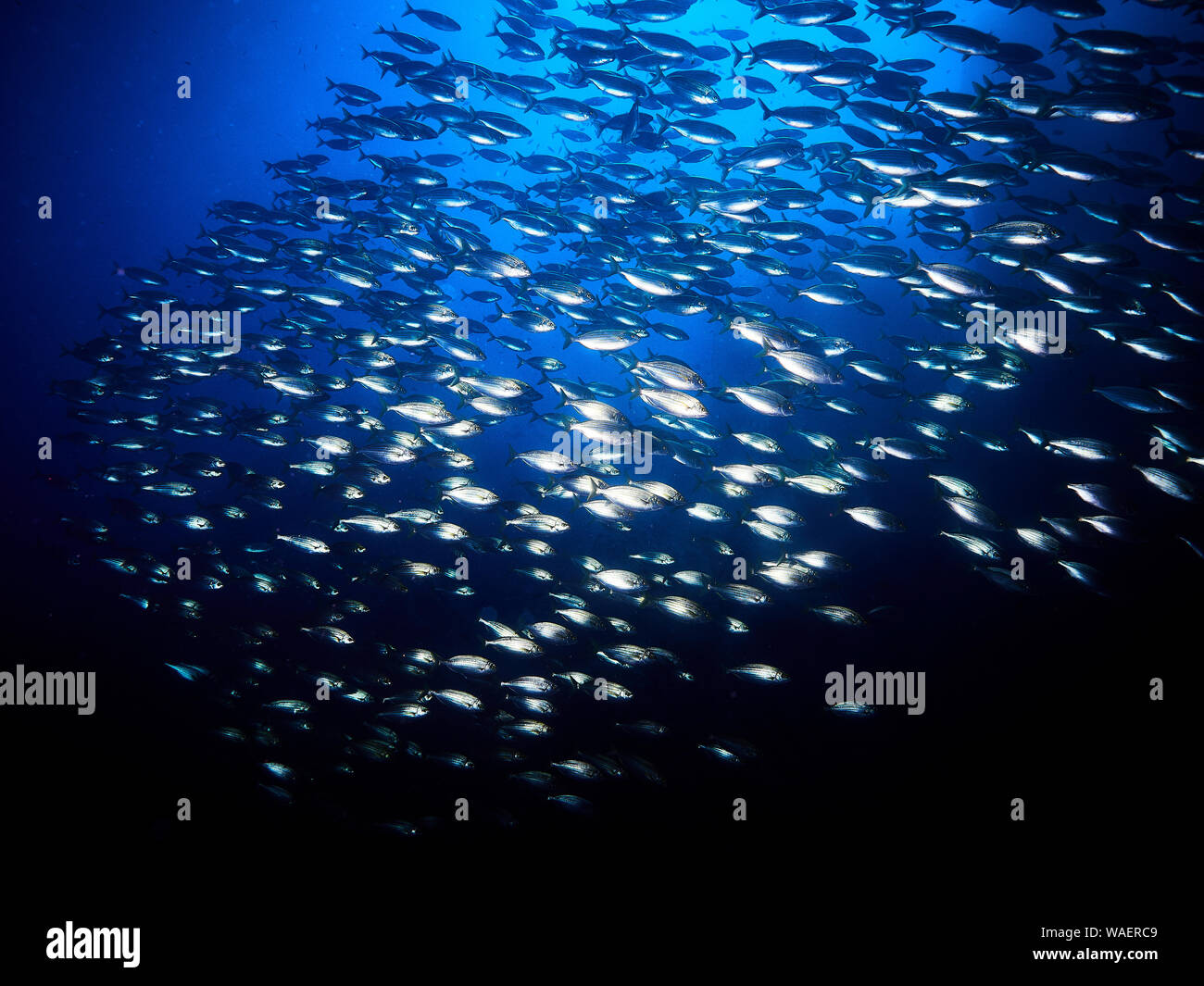 Schule der Fische im blau Stockfoto