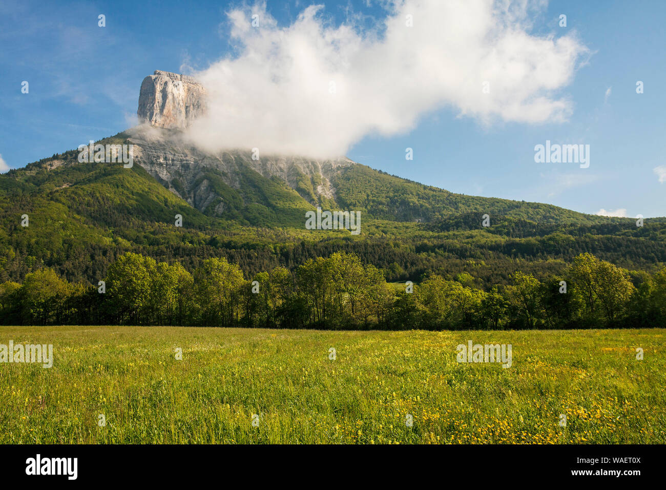 Mont Aiguille und wilde Blumenwiesen Chichilianne Regionaler Naturpark Vercors Frankreich Stockfoto