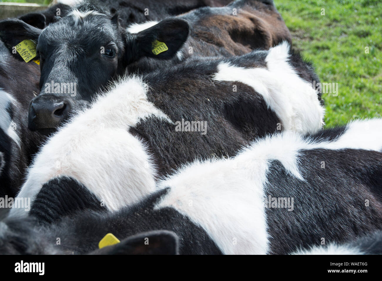 Holstein friesian rinder -Fotos und -Bildmaterial in hoher Auflösung ...