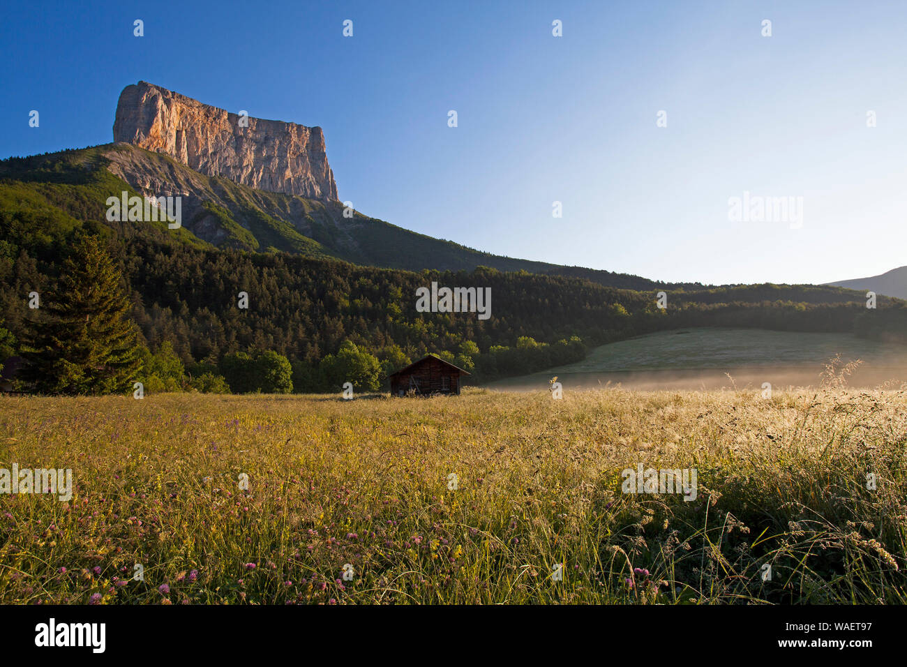 Mont Aiguille und wildflower Meadow im Morgenlicht in der Nähe von Chichilianne Regionaler Naturpark Vercors Vercors Frankreich Stockfoto