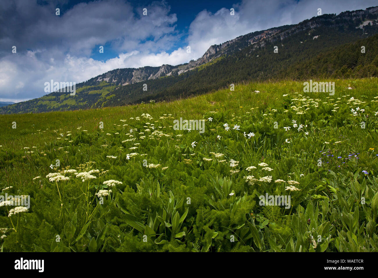 Alpine Wilde Blumenwiese Tal de Combeau Regionaler Naturpark Vercors Vercors Frankreich Stockfoto