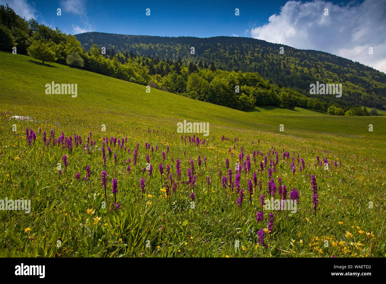 Southern early purple orchid Orchis olbiensis wachsenden Almwiese Tal de Combeau Regionaler Naturpark Vercors Vercors Frankreich Stockfoto