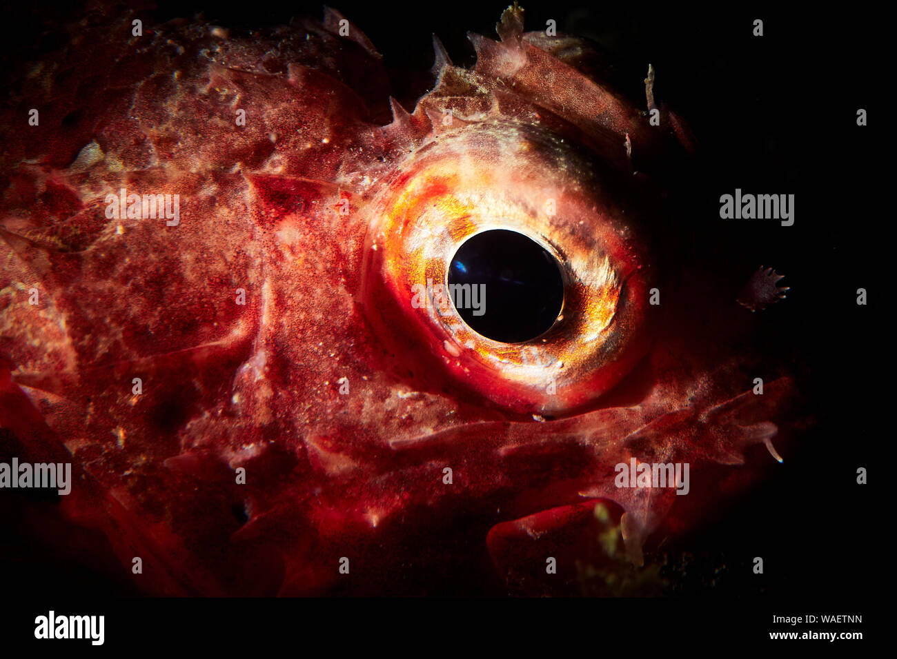 Rote Fische auf einem schwarzen Hintergrund Stockfoto