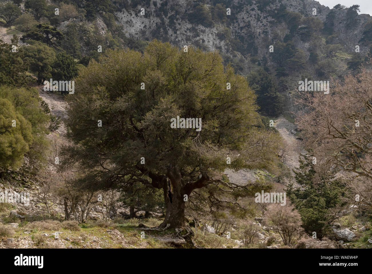 Kermes Oak, Quercus coccifera als reifer Baum in der Imbros Schlucht, Kreta. Stockfoto