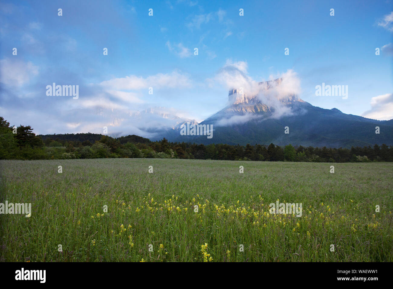 Mont Aiguille low Cloud und alpine Wiese in der Nähe von Chichilianne Isere Region Regionaler Naturpark Vercors Frankreich Juni 2016 Stockfoto