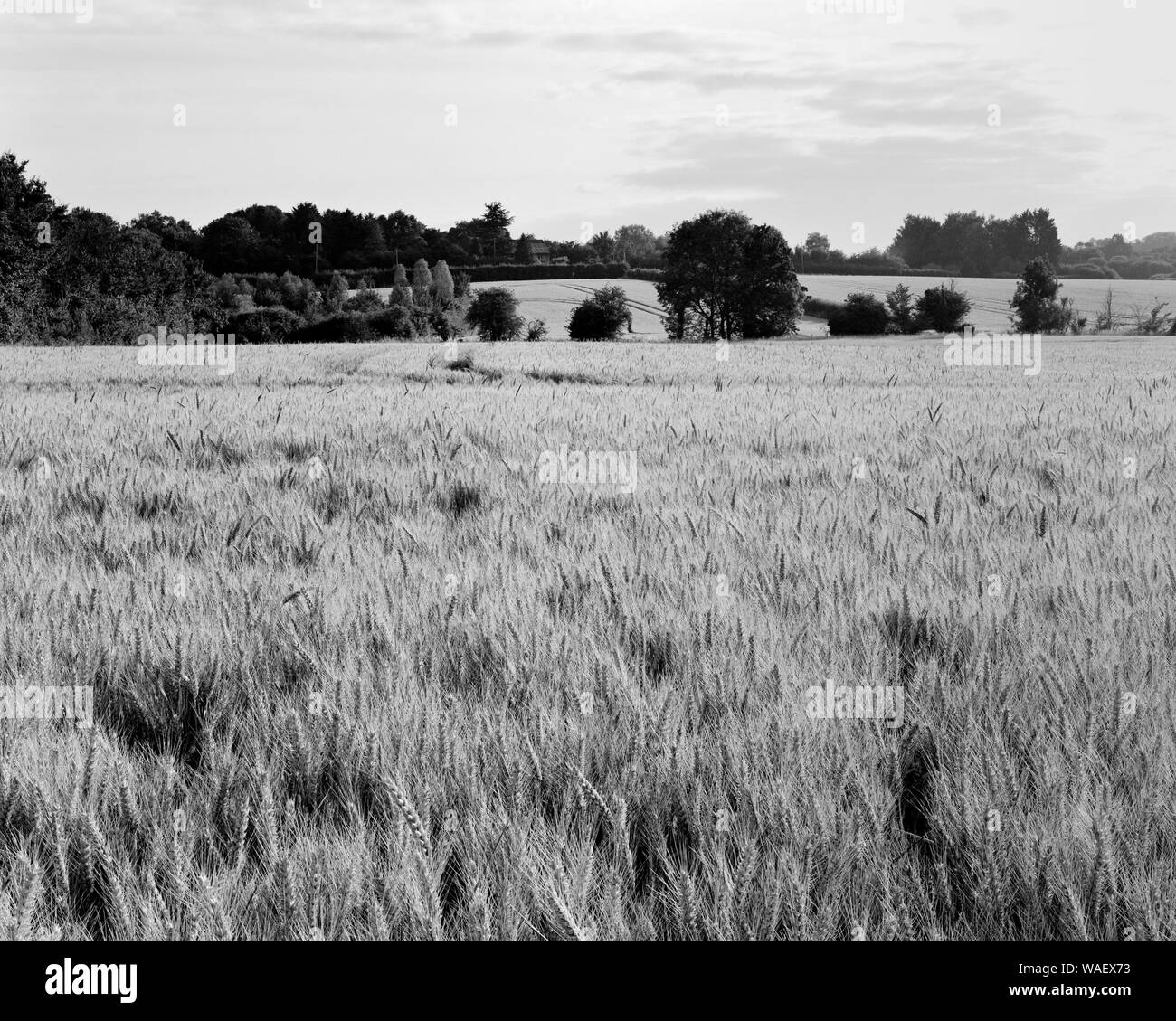 Bereich der reifenden Weizen in der Nähe von Bourn, Cambridgeshire, England Stockfoto