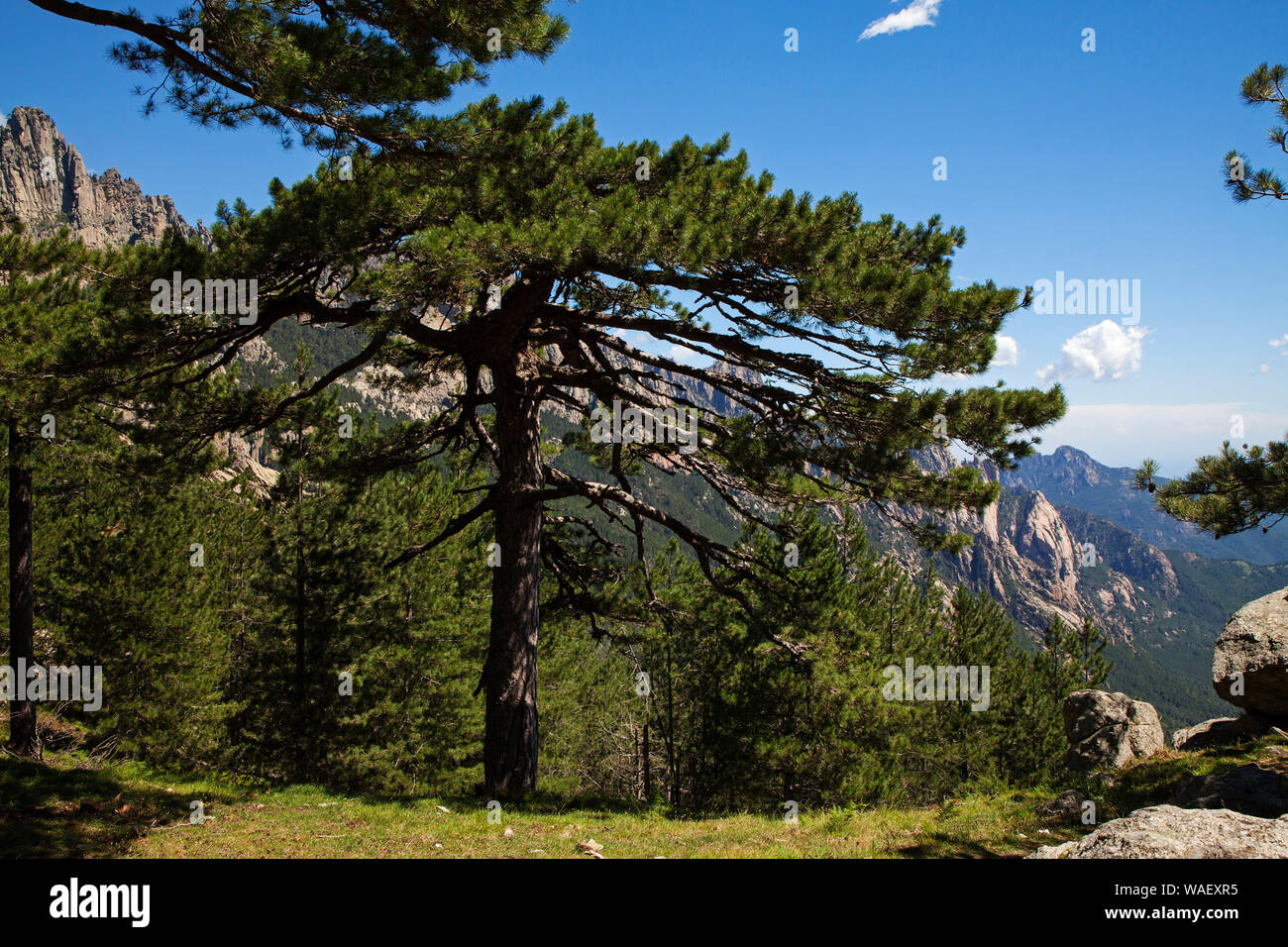 Korsische Kiefer Pinus Nigra -Fotos Und -Bildmaterial In Hoher ...