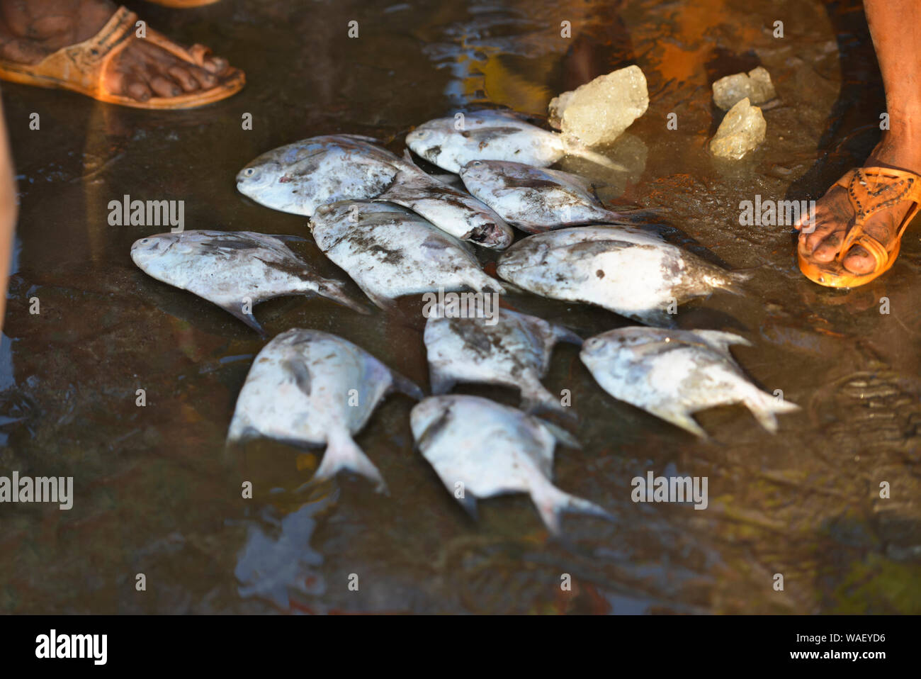 Frischer Fisch pomfrets für Verkauf, Harney Jetty, Ratnagiri, Maharashtra, Indien. Stockfoto