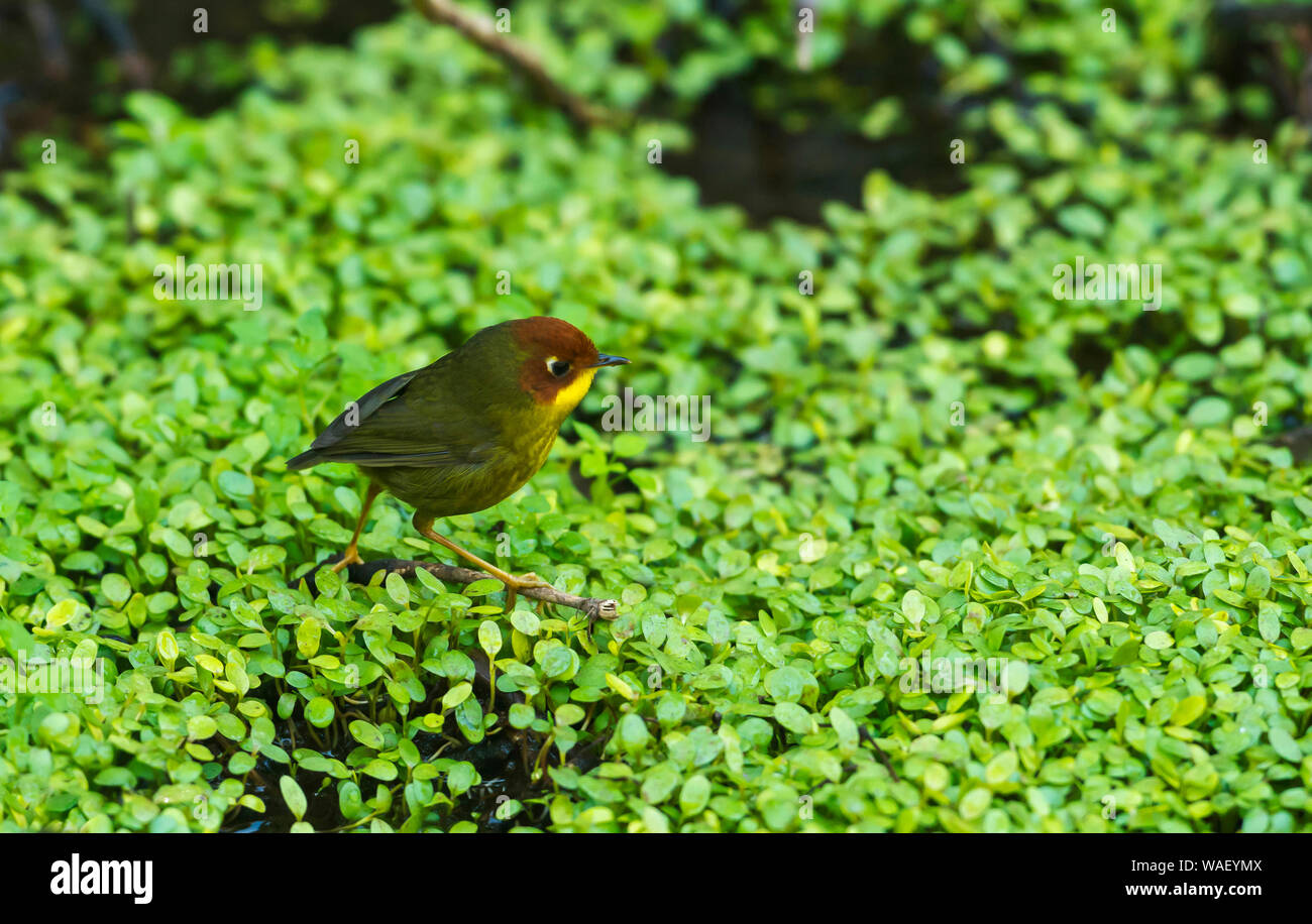 Chestnut vorangegangen tesia, Cettia castaneocoronata, Sattal, Nainital Bezirk in Uttarakhand, Indien. Stockfoto