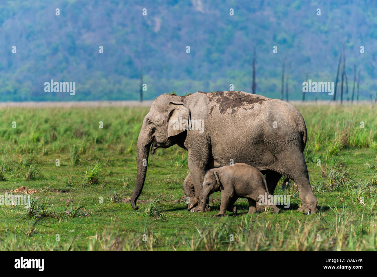 Protecting Mother Elephant, Dhikala, Jim Corbett National Park, Nainital, Uttarakhand, Indien. Stockfoto