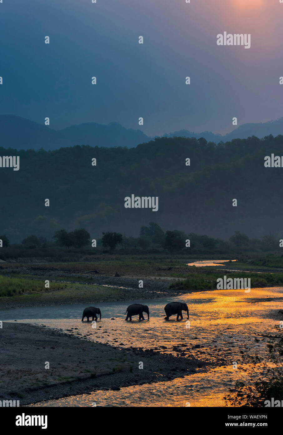 Elefanten Kreuzung Ramganga, Dhikala, Jim Corbett National Park, Nainital?, Uttarakhand, Indien. Stockfoto