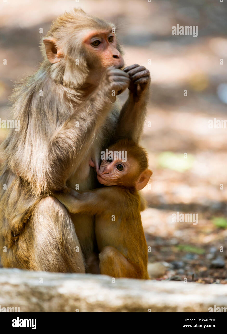 Affenbabyfütterung, Dhikala, Jim Corbett National Park, Nainital, Uttarakhand, Indien. Stockfoto