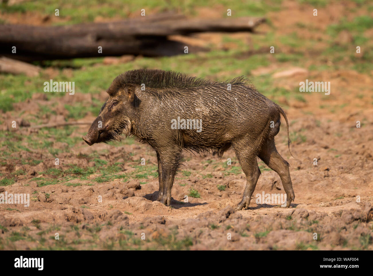 Wildschwein nach dem schlammbad bei Tadoba in Maharashtra, Indien Stockfoto