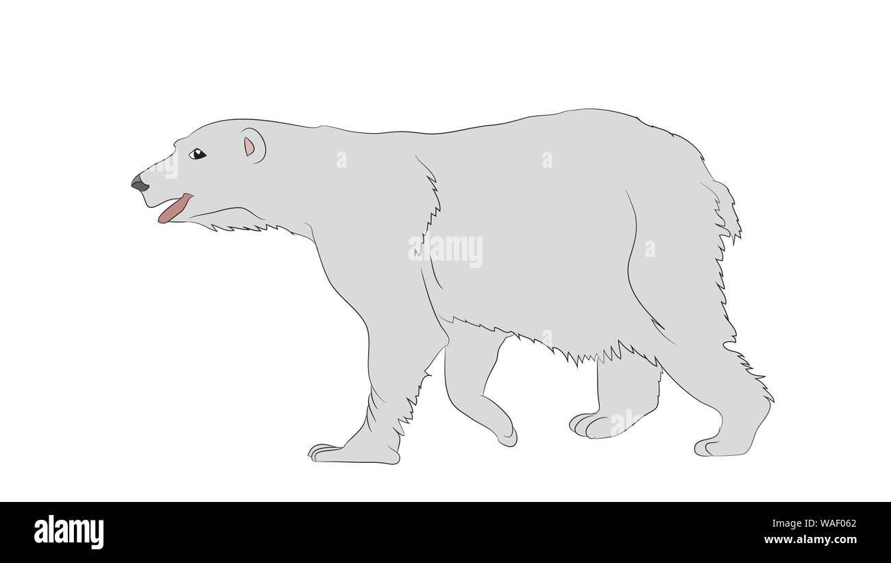 Vector Illustration eines Eisbären, der steht, Zeichnen, Vector, weißer Hintergrund Stock Vektor