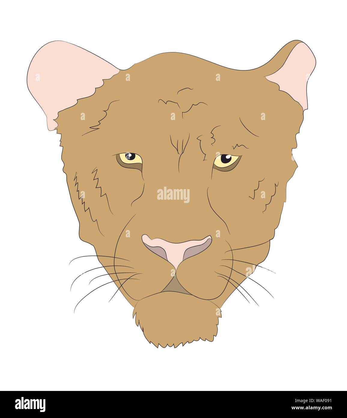 Porträt einer Cougar, Vector, weißer Hintergrund Stock Vektor