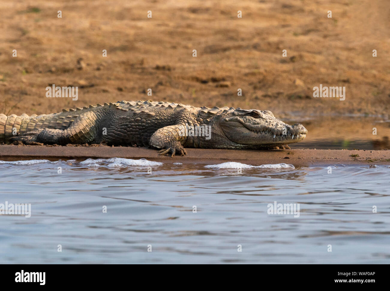 Mugger Crocodile, Crocodylus palustris am Ufer des Chambal in Rajasthan, Indien sonnt Stockfoto