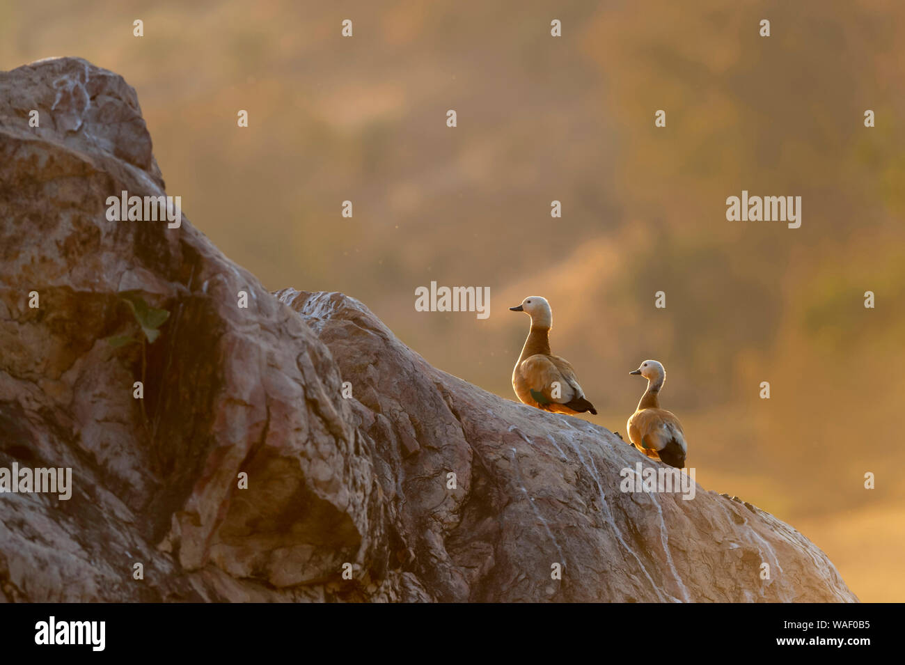 Ruddy shell Ente oder Tadorna ferruginea Paar im Abendlicht an Ranthambhore in Rajasthan, Indien Stockfoto