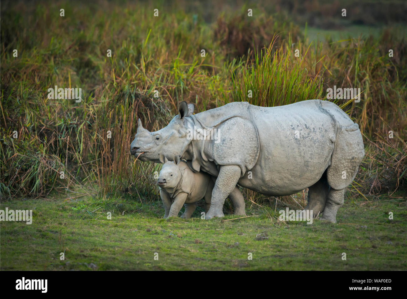 Rhino Mutter und Kalb an Kaziranga National Park in Assam, Indien Stockfoto