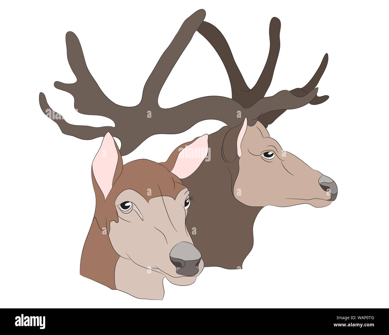 Rehe Portrait, Vector, weißer Hintergrund Stock Vektor