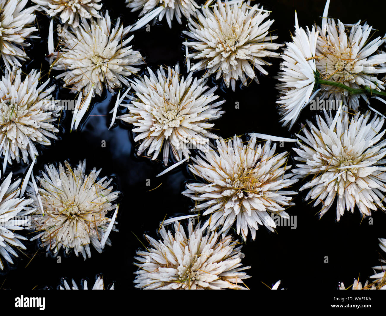 Buch Cover - Floral background Stockfoto