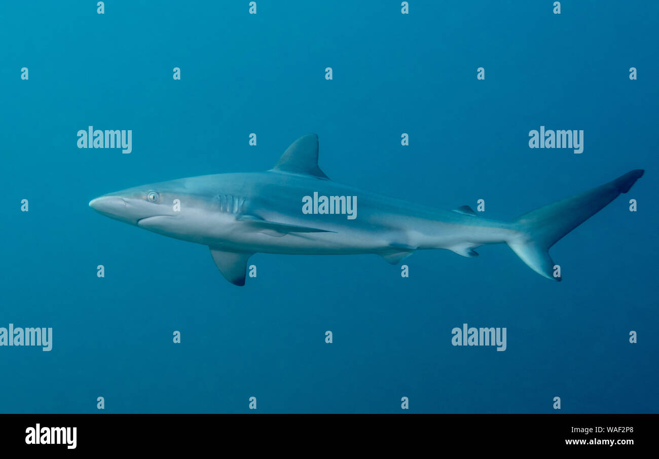 Dusky Whaler Shark, Manly, Australien Stockfoto