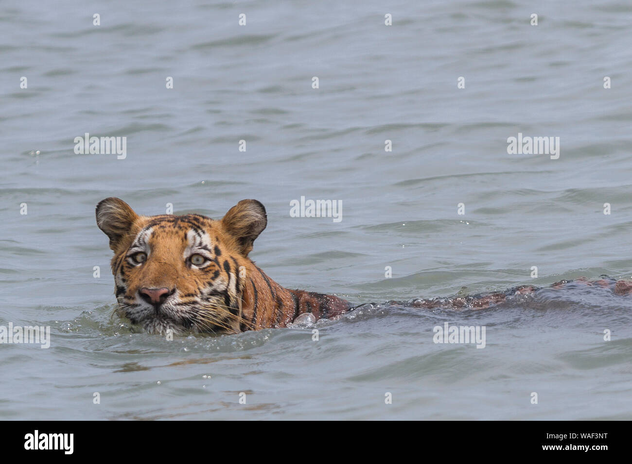 Erwachsene männliche Tiger schwimmen in tiefem Wasser während der breiten Flussüberquerung in Sundarban Tiger Reserve, West Bengal, Indien Stockfoto