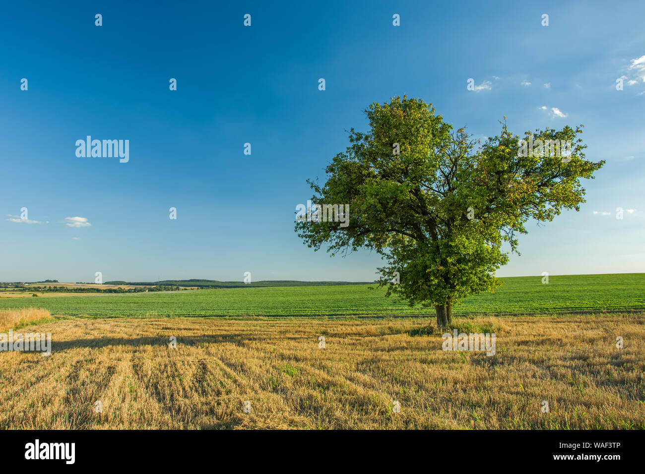 Lonely großer Laubbaum wächst auf Stoppeln Feld, Horizon und blauer Himmel. Staw, Polen Stockfoto